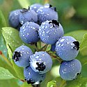 blueberries.jpg