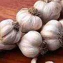 garlic.jpg