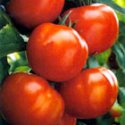 tomatoes.jpg